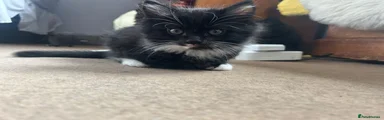 Miso