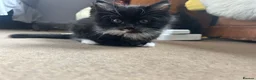 Mixed Breed cats for sale: Four kittens looking for good homes! in Edinburgh - Advert 13