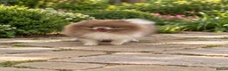 Pomeranian dogs for stud: 1.2kg lilac parti Pomeranian stud  in Sunderland - Advert 1
