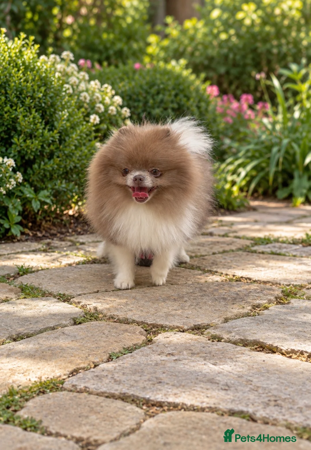 Pomeranian dogs for stud: 1.2kg lilac parti Pomeranian stud  in Sunderland - Advert 1