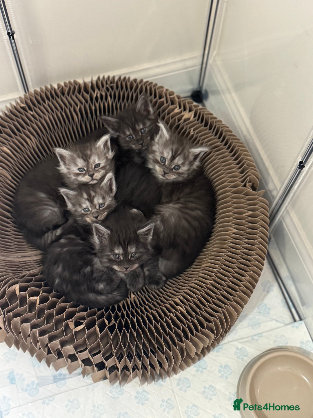 Maine Coon cats for sale: Champion blood line mainecoon kittens  - Advert 1