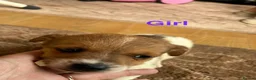 Jack Russell dogs for sale: 5 beautiful Jack Russell puppies - Advert 6