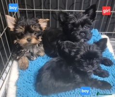 Yorkshire Terrier dogs - Advert 1