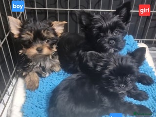 Yorkshire Terrier dogs - Advert 6