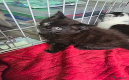 Mixed Breed cats for sale: 3 beautiful female kittens  - Image 6