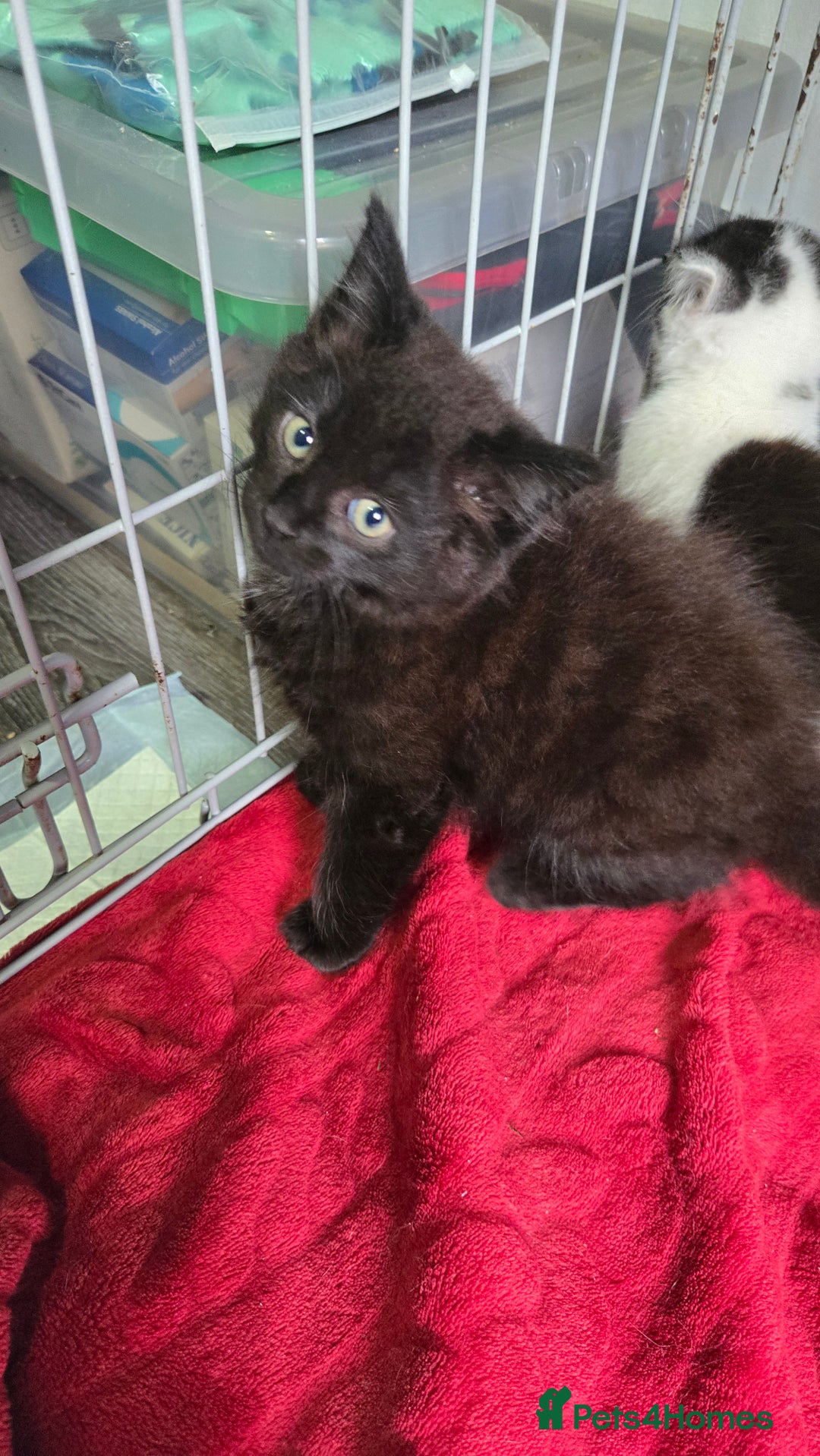Mixed Breed cats for sale: 3 beautiful female kittens  - Image 6