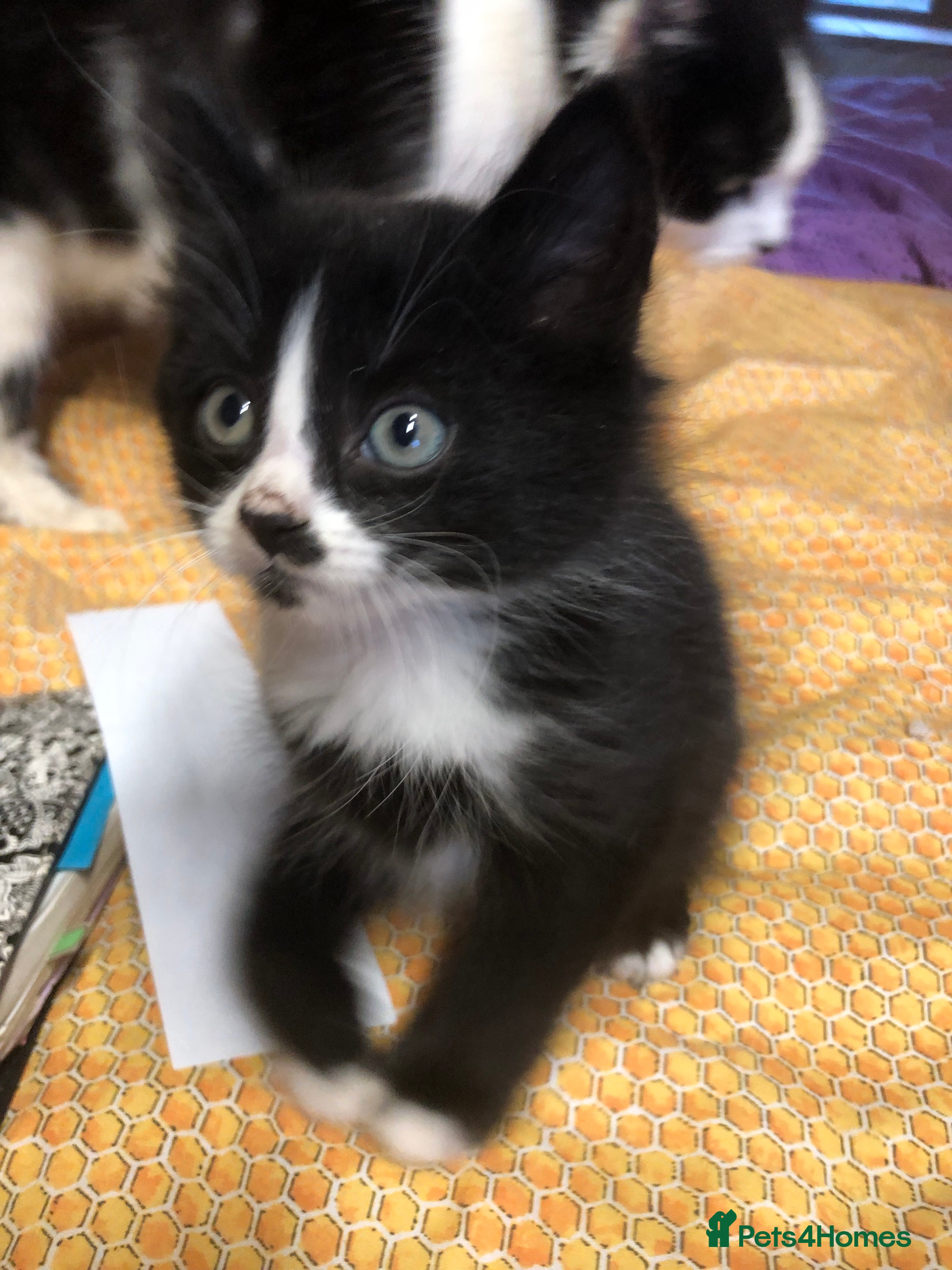 Mixed Breed cats Gorgeous loving playful kittens - Advert 6