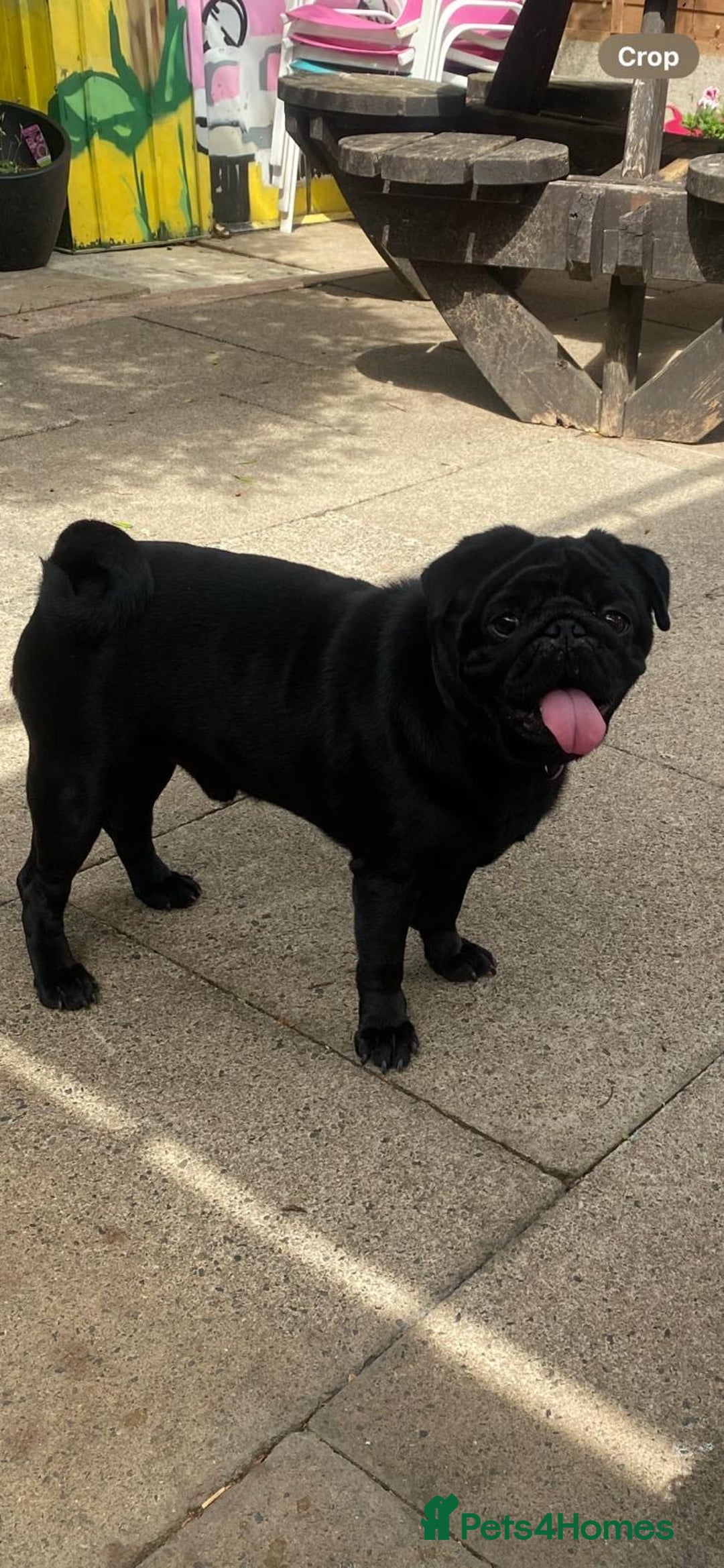 Pug dogs for sale: Pug for sale  - Image 1