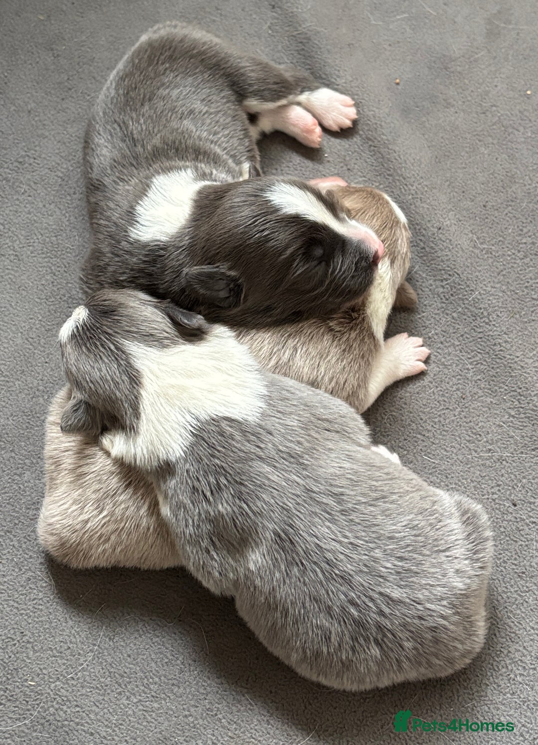 Border Collie dogs for sale:  Long Haired KC Reg Border Collie puppies for sale - Image 7