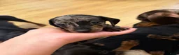 Miniature Dachshund dogs for sale: Miniature dachshunds - Advert 8