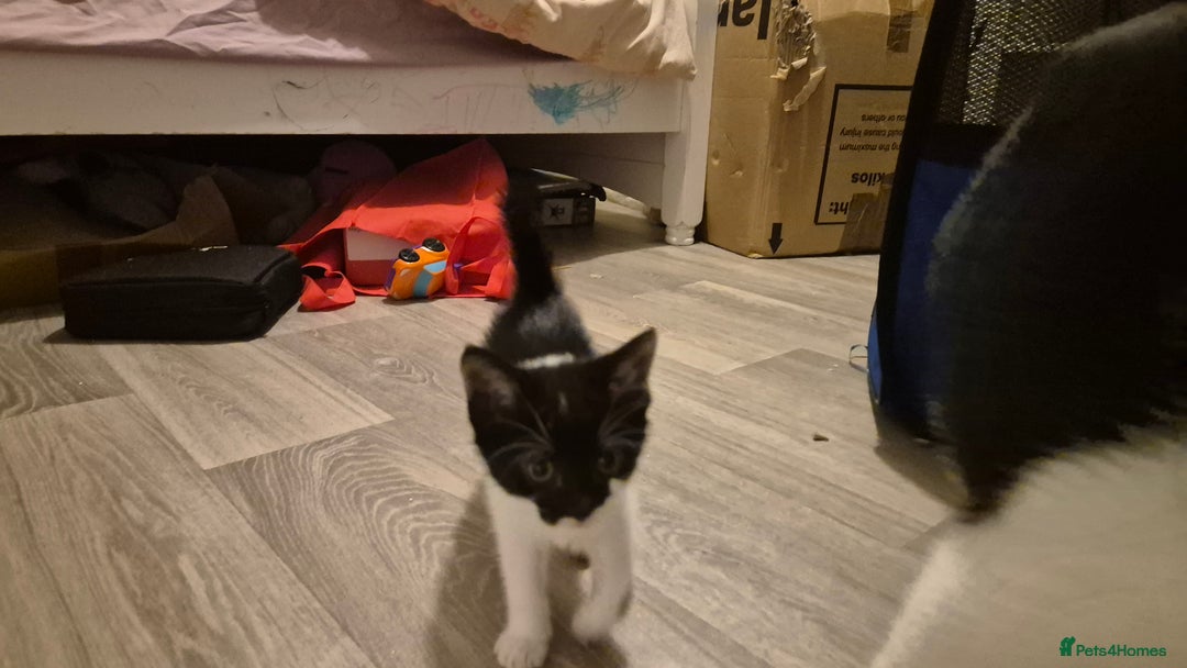 Mixed Breed cats for sale: 2 female kittens available and ready to leave  - Advert 15