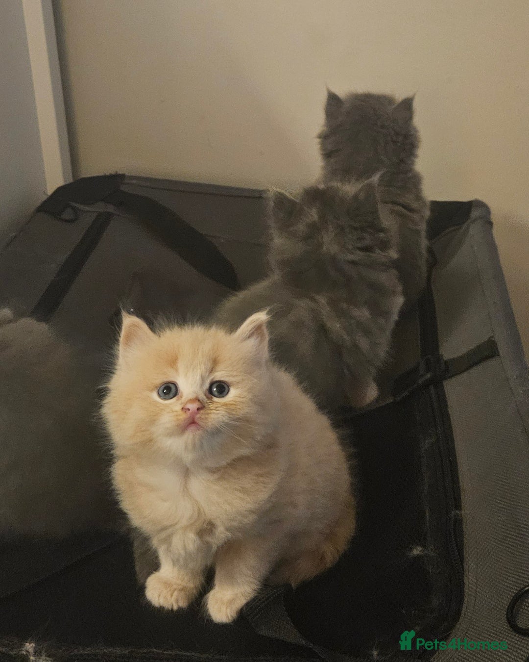 Mixed Breed cats for sale: Beautiful fluffy kitten  - Advert 1