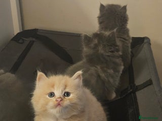 Mixed Breed cats Beautiful fluffy kitten - Advert 1