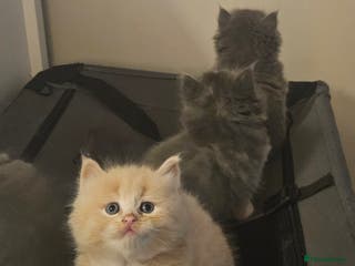 Mixed Breed cats Beautiful fluffy kitten 28 Dec ready for new home - Advert 8