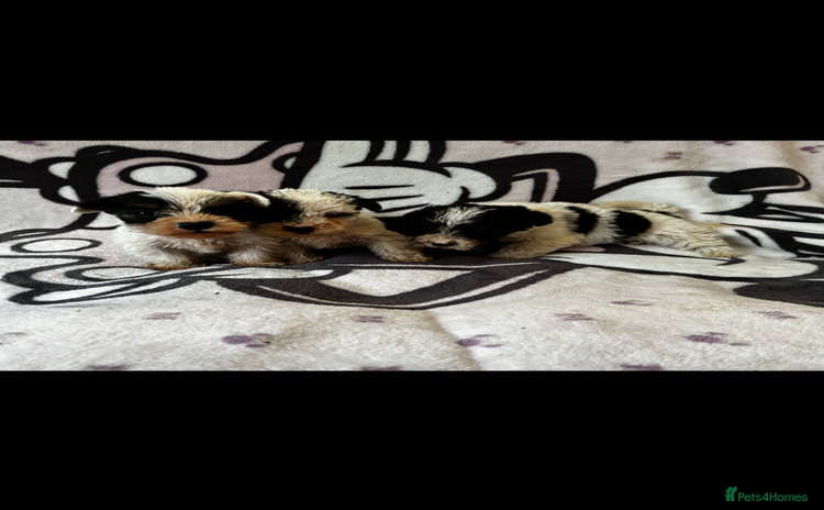 Jack Russell dogs - Advert 3