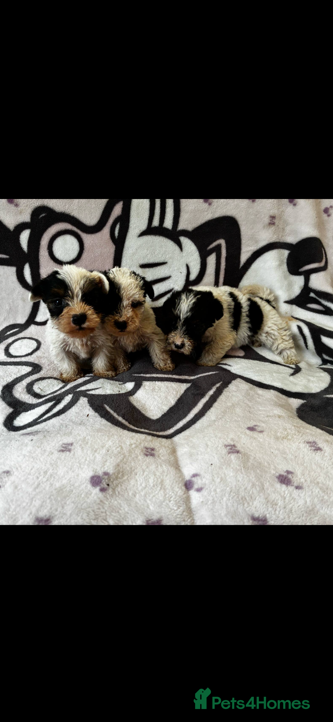 Jack Russell dogs for sale: Jack russel - Image 1