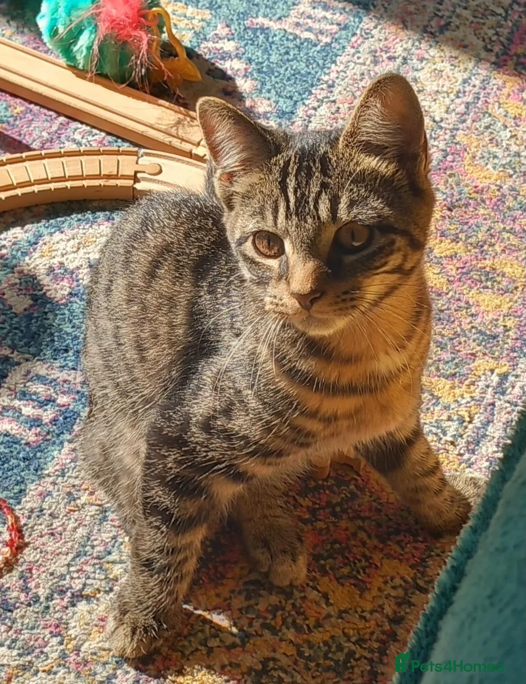 Mixed Breed cats for sale: Beautiful maine coon x kitten!  - Advert 2