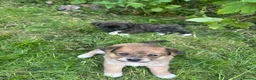 Mixed Breed dogs for sale: Gorgeous, sociable, home bred pups  in Manchester - Advert 10