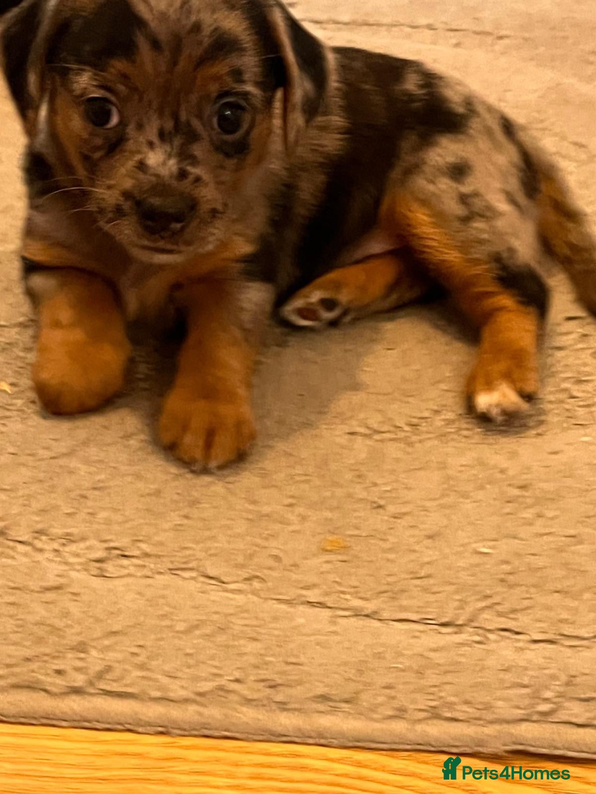 Mixed Breed dogs Dashund and Yorkshire terrier puppies - Advert 2