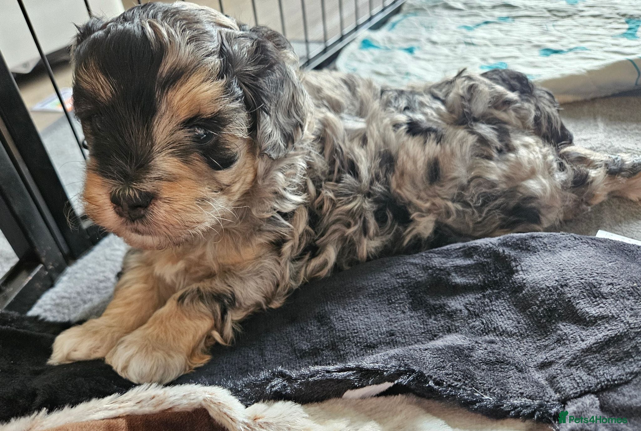 Maltipoo dogs Beautiful Blue Merle Maltipoos - Advert 1