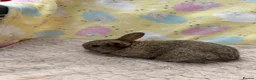 Mixed Breed rabbits for sale: Mixed Mini Lop Crosses - Advert 8