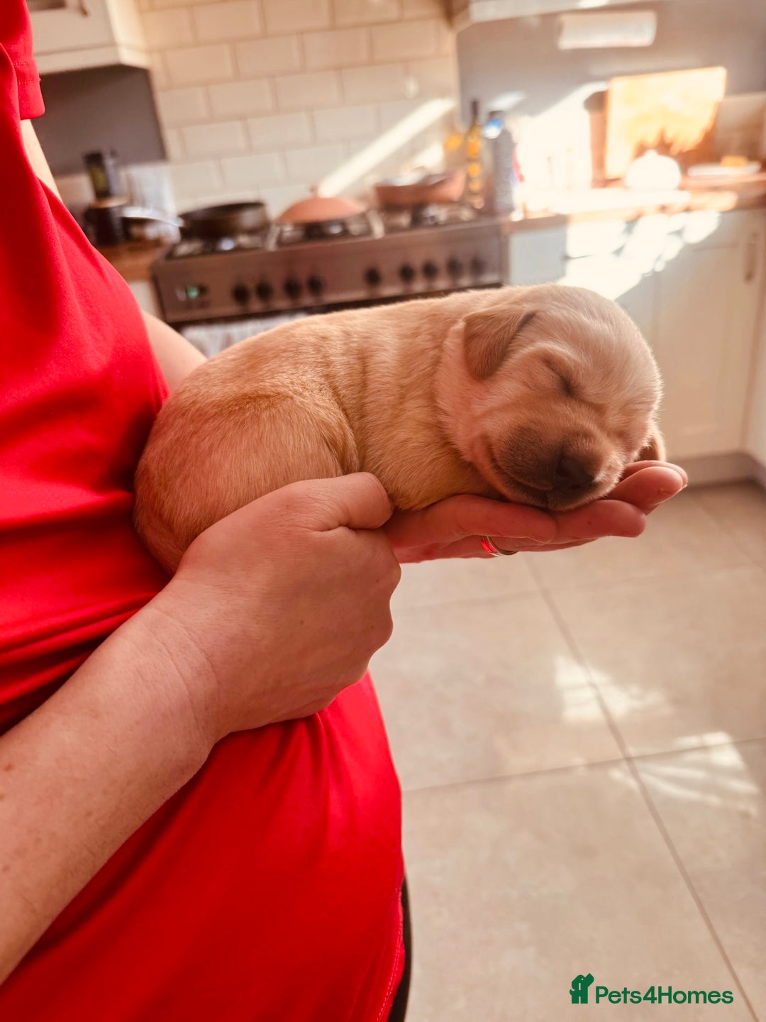 Labrador Retriever dogs for sale: Beautiful Labrador Puppies - family breeder  - Image 6