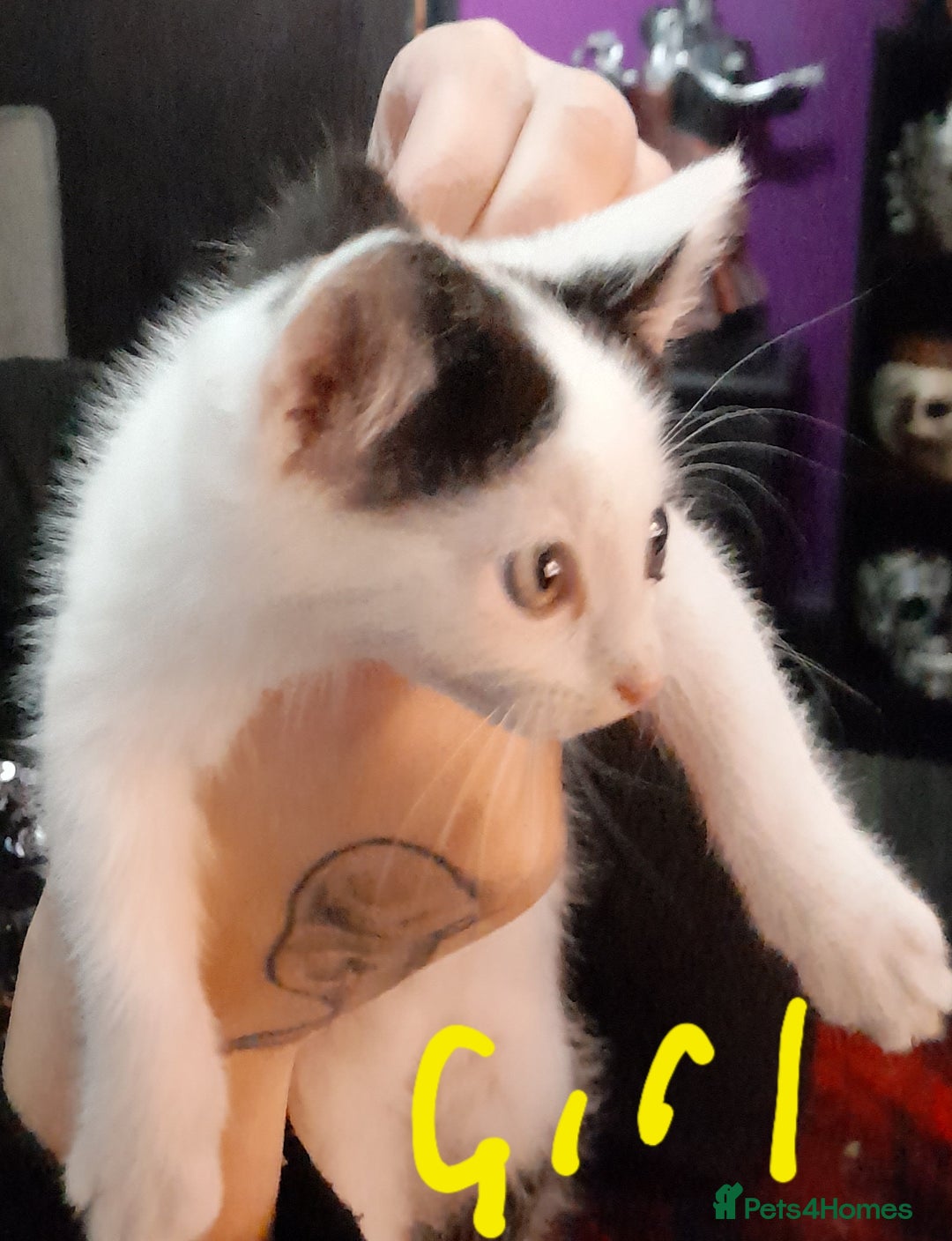 Mixed Breed cats for sale: Ready now - Advert 2