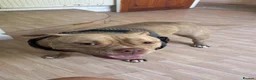 Mixed Breed dogs for stud: 3yo MALE POCKET BULLY in Preston - Advert 5