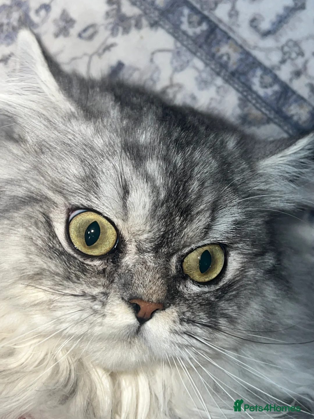 Persian cats for stud: chinchilla Persian proven stud ONLY not for sale  - Advert 6