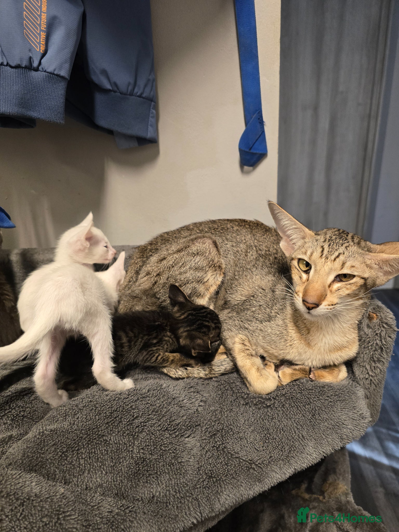 Oriental cats Beautiful Orientals. - Advert 1