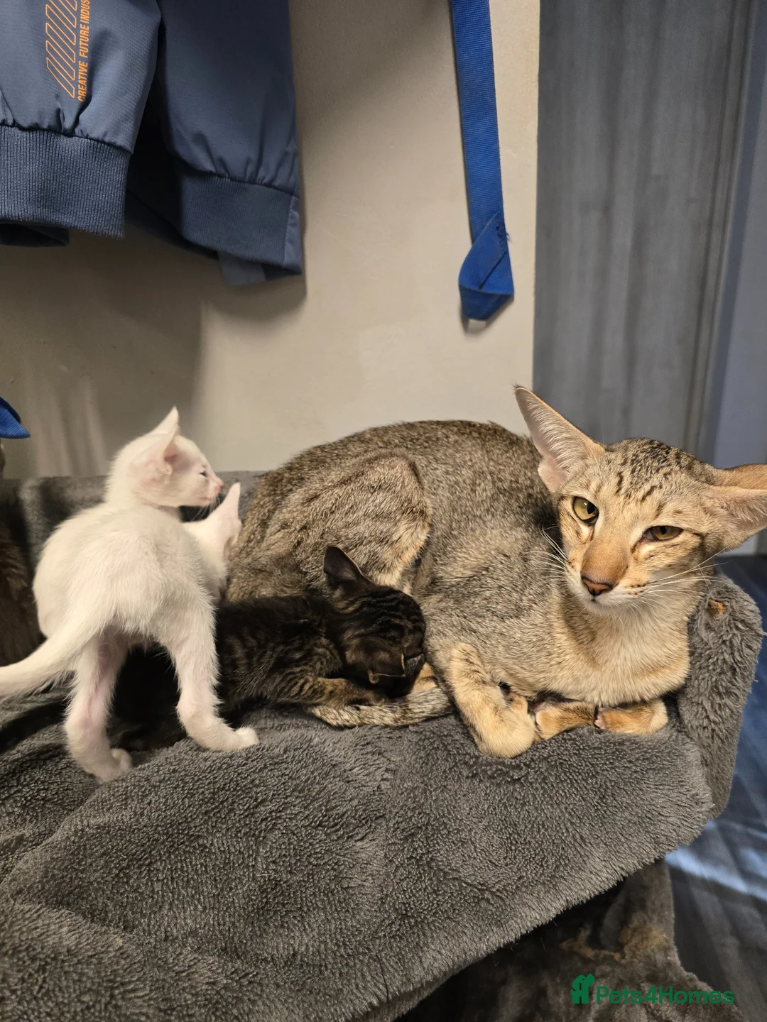 Oriental cats for sale: Beautiful Orientals. - Advert 1