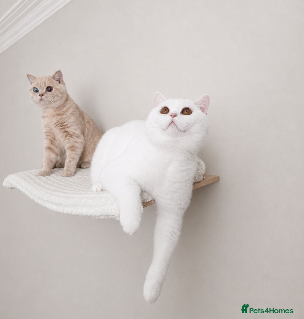 British Shorthair cats 🏡 Home Sweet Home - Advert 1