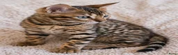 Bengal cats for sale: Unique Bengal Kittens  in Manchester - Advert 6