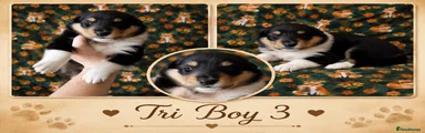 Rough Collie 5