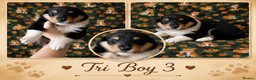 Rough Collie dogs for sale: KC Rough Collies - Advert 5