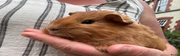 Guinea Pig rodents for sale: Make Guinea pigs  - Advert 7
