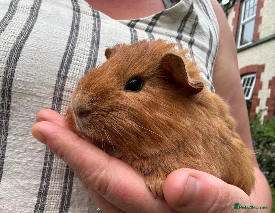 Guinea Pig rodents for sale: Male Guinea pigs  - Advert 4