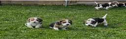 Beagle dogs for sale: Champion Bred Puppies (KC reg) - Advert 8