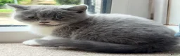 British Shorthair cats for sale: British shorthair kittens for sale  - Advert 12