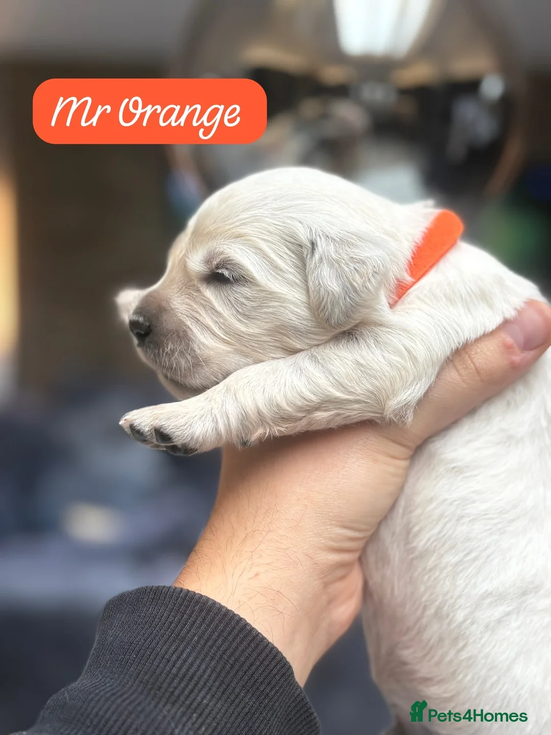 Golden Retriever dogs for sale: Outstanding KC Reg Golden Retriever Puppies - Advert 2