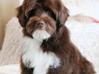 Australian Labradoodle dogs Proven Miniature Australian Labradoodle Stud - Advert 1