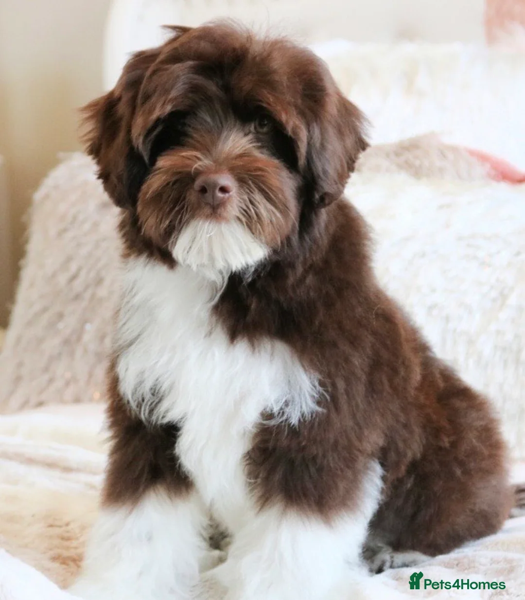 Australian Labradoodle dogs for stud: Proven Miniature Australian Labradoodle Stud  - Advert 1