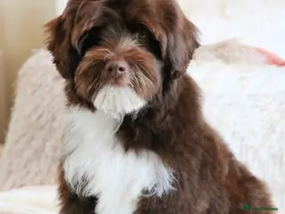 Australian Labradoodle dogs Proven Miniature Australian Labradoodle Stud - Advert 1