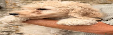 Cockapoo 1