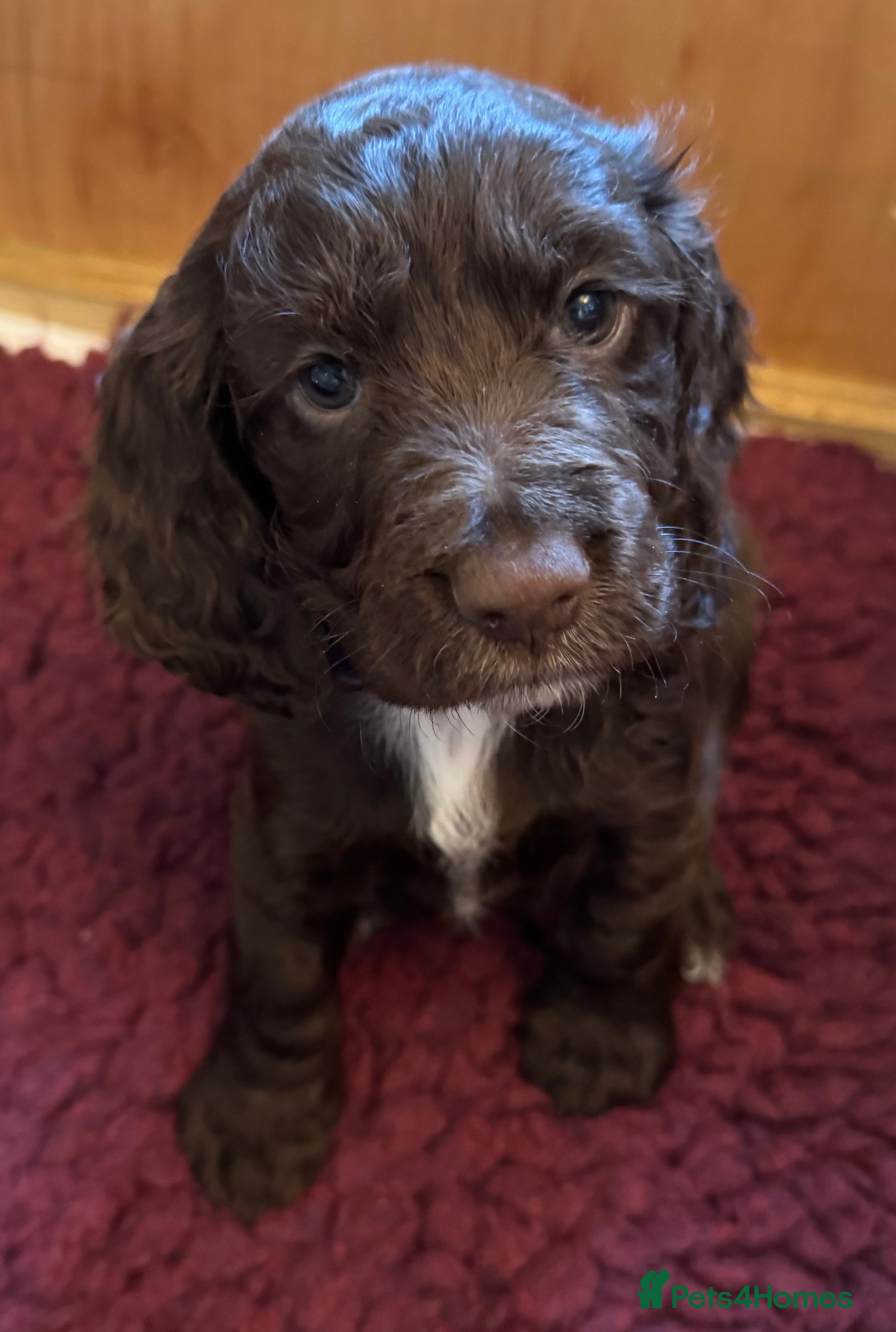 Cocker Spaniel dogs Chocolate Working Cocker Spaniel puppies KC reg - Advert 2