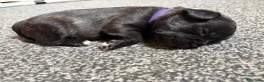 Mixed Breed 1