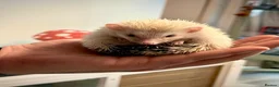 Pygmy Hedgehog rodents for sale: Weezy the Pygmy Hedgehog looking for a new home - Advert 1