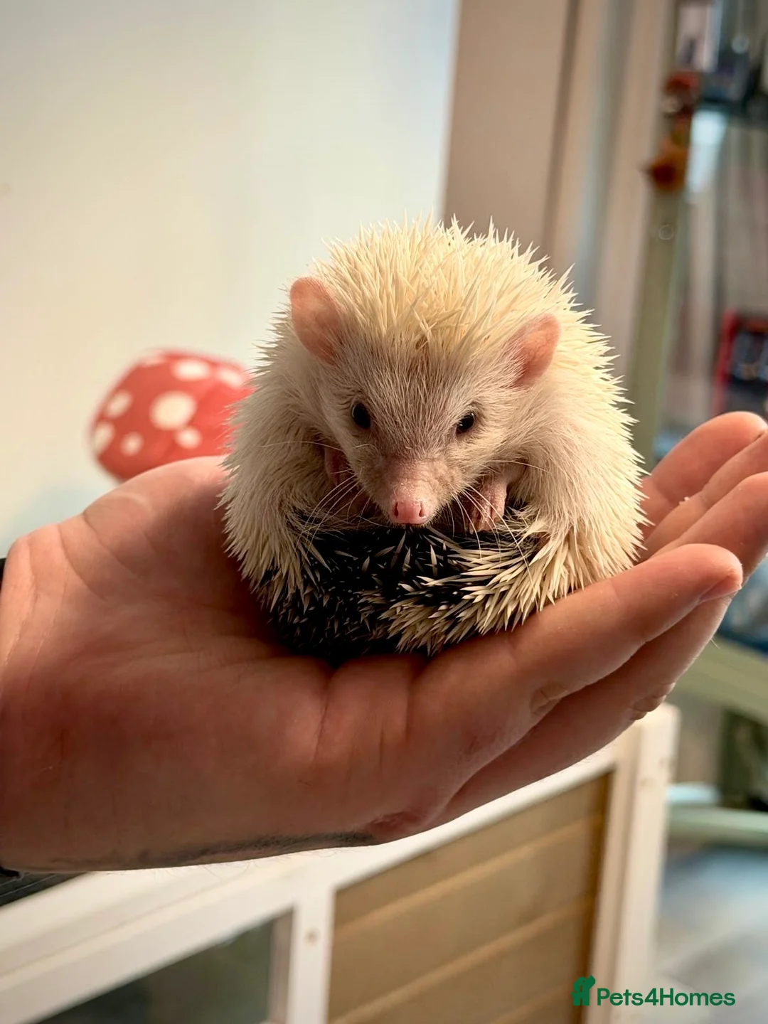 Pygmy Hedgehog rodents for sale: Weezy the Pygmy Hedgehog looking for a new home - Advert 1