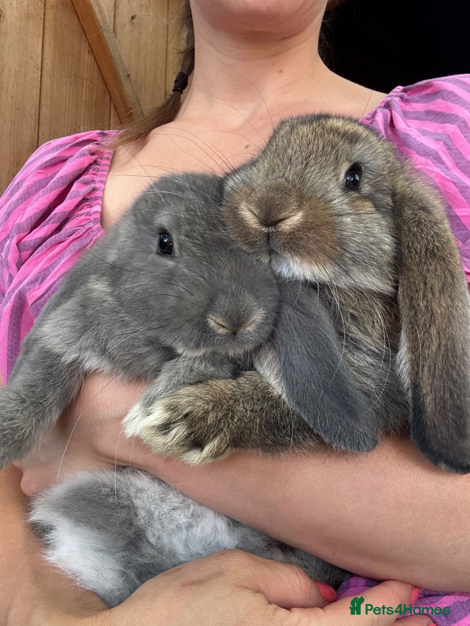 French Lop rabbits Quality Showline French Lop Bunnies - Advert 1