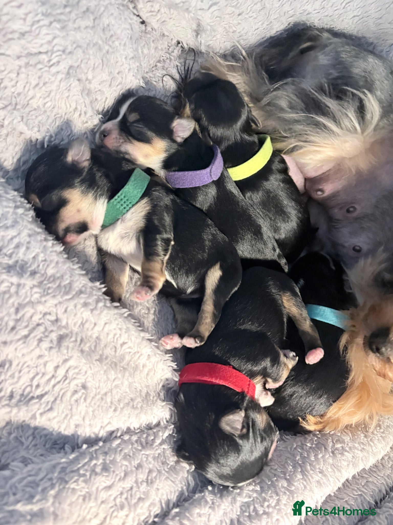 Yorkshire Terrier dogs Luxury Tiny Yorkie  Biewer puppies ✨ - Advert 18